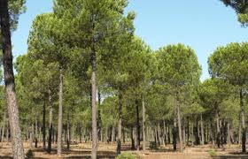 Legislação Atinente ao Cultivo Comercial de Ávores