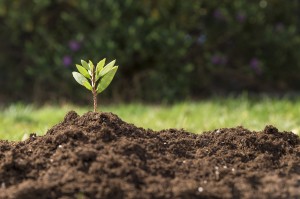 Produção Aliada a Conservação Ambiental