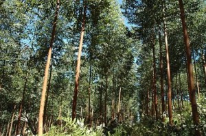 Sequenciamento Genético Eucalyptus