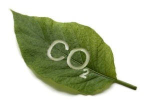 Arvores plantadas para maior absorção de CO2