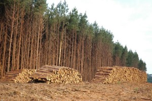 Exportações do agro em 12 meses somam US$ 102,14 bilhões