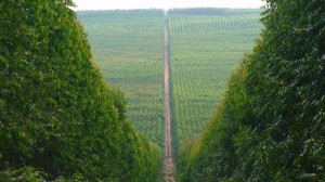 28,1 milhões de Brasileiros no Mercado de Trabalho Gerados Pelo Agronegócio