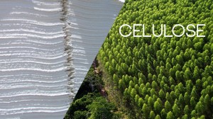 Exportação de Celulose Brasileira