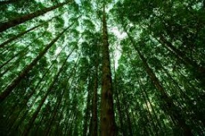 Árvores em sistemas integrados acumulam 8 t de carbono por hectare a cada ano