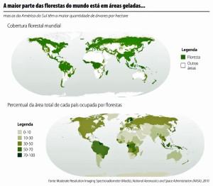 Perdas Florestais Diminuem com Gestão Florestal