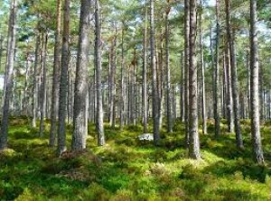 A Relevância das Florestas Plantadas