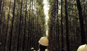 Setor Florestal Brasileiro-Tecnologia e Sustentabilidade
