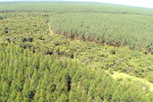 INICIATIVA PRIVADA CONSERVA MAIS DE 174 MILHÕES DE HECTARES