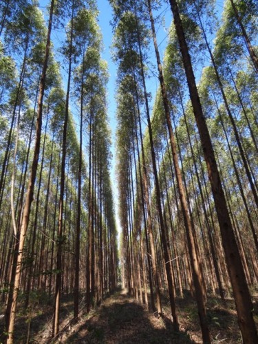 Inventário Florestal