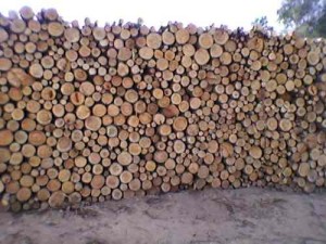Avaliação qualitativa de biomassa