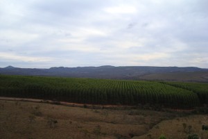 Inventario Eucalyptus